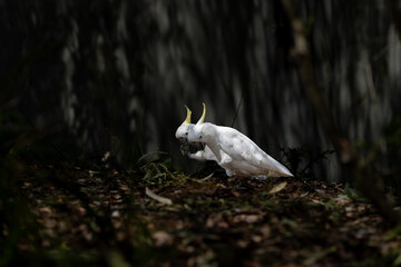 Sulphur crested cockatoo on ground extracting food from branch and leaves © Brian Scantlebury