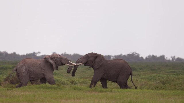 Two African elephants engaged in a physical confrontation in Amboseli National Park, Kenya, displaying natural territorial and social behavior.