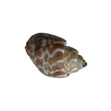 A spirally shaped shell with a speckled, beige color, isolated on white background.