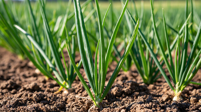 Green onion plants growing in fertile soil on a sunny farm field with natural daylight. Ideal agricultural concept for sustainable farming and organic food production.
