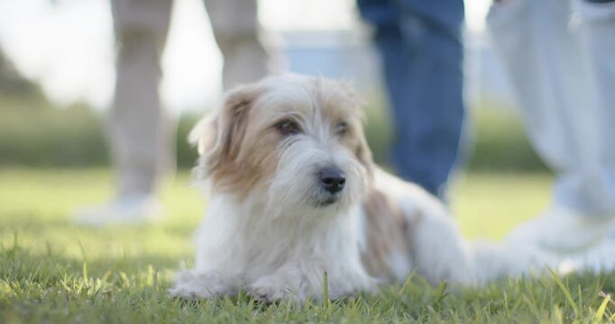 Three adults standing behind white tan dog on grass while dog shifting head following right sound