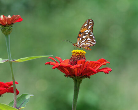 BORBOLETA - FLOR
butterfly - flower
