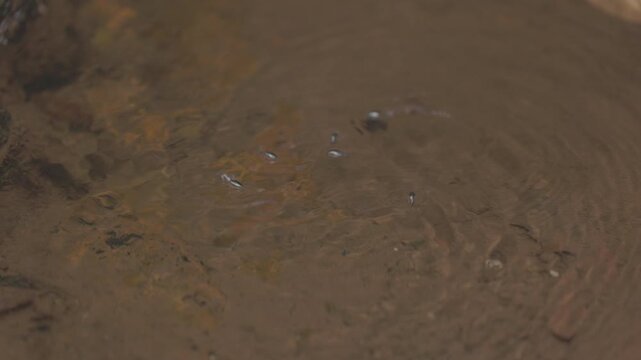 Pinwheel beetles moving on the water surface creating circular ripples, reactive aquatic insects hunting in natural freshwater environment in slow motion. ProRes 422 10 bit ungraded C-LOG..