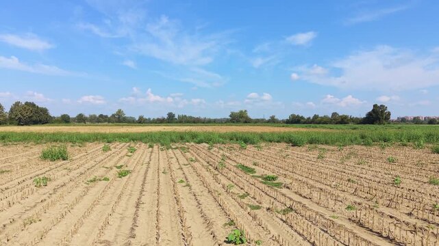 A Peaceful Rural Landscape: The image captures a serene rural vista with rows of dry crops in the foreground and green fields stretching into the distance under a clear blue sky.