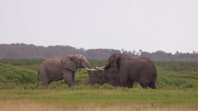 Two African elephants engaged in a physical confrontation in Amboseli National Park, Kenya, displaying natural territorial and social behavior.