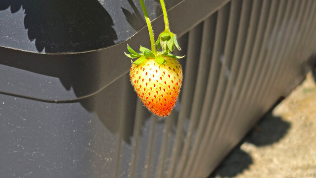 Unripe pale strawberry hanging from a green stem against a dark ribbed plastic planter in bright sunlight