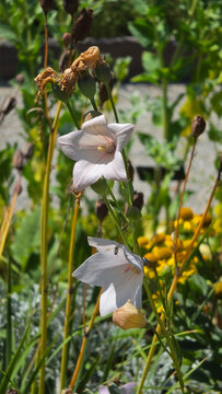 White balloon flower blooming in a sunny summer garden with a tiny insect landing on the petals