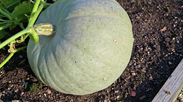 A green pumpkin sits on a patch of dirt, ideal for a still life or harvest-themed image