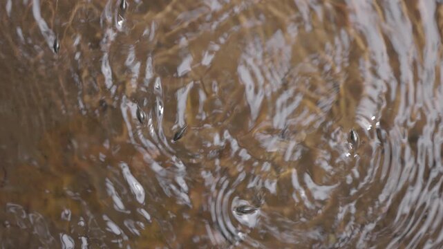 Pinwheel beetles moving on the water surface creating circular ripples, reactive aquatic insects hunting in natural freshwater environment in slow motion. ProRes 422 10 bit ungraded C-LOG..