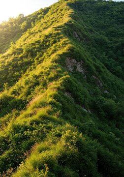 A steep, grassy hillside covered in dense, wild vegetation under a bright sky, showcasing natural beauty and rugged terrain ,field ,grass ,sky