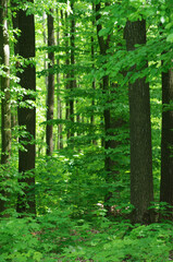 Fototapeta premium Forest trees. Nature green wood sunlight backgrounds