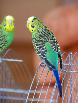 A parrot. A wavy parrot in green color.