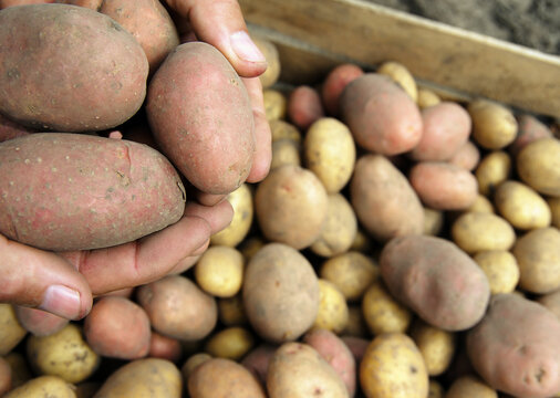 Hands holding fresh potatoes just dug out of the ground