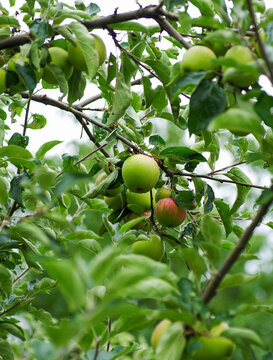 Apples on apple tree branch.