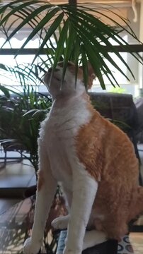 A playful young Devon Rex cat mischievously nibbling on a palm leaf inside a home. Full of curiosity and energy, the young feline, vertical screen