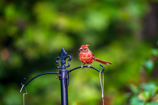 Cardinal at the Bird Feeder