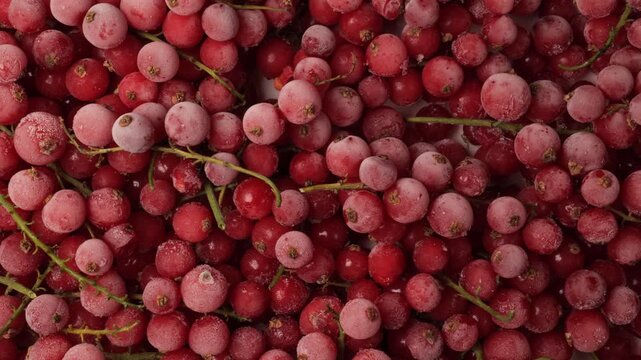 Frozen red currant berries background moving