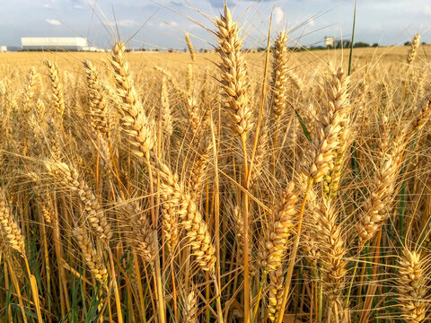 Reifes goldenes Weizenfeld im warmen Abendlicht unter blauem Himmel