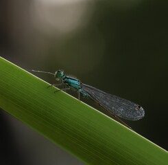 dragonfly on a green leaf © Jackie