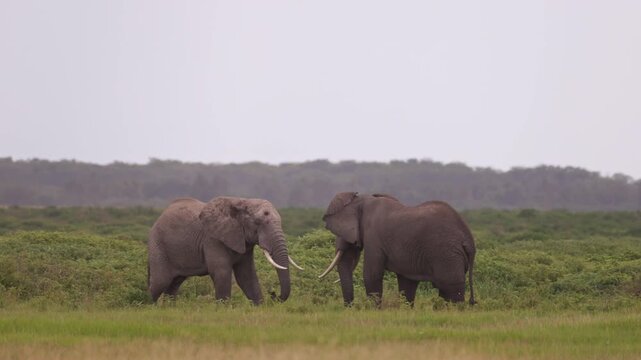 Two African elephants engaged in a physical confrontation in Amboseli National Park, Kenya, displaying natural territorial and social behavior.