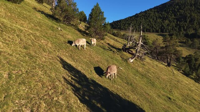 Three brown cows grazing on a steep green mountain slope in Andorra, surrounded by pine forest and rocky terrain under a clear blue sky in golden sunlight