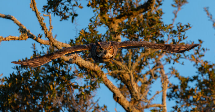A great horned owl in Florida 