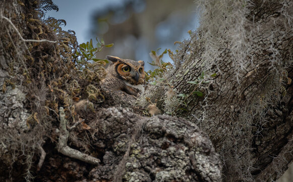 A great horned owl in Florida 
