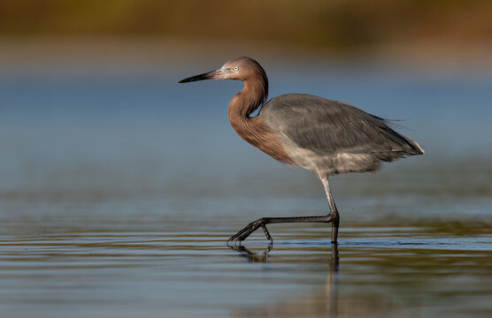 A reddish egret on a beach in Florida 