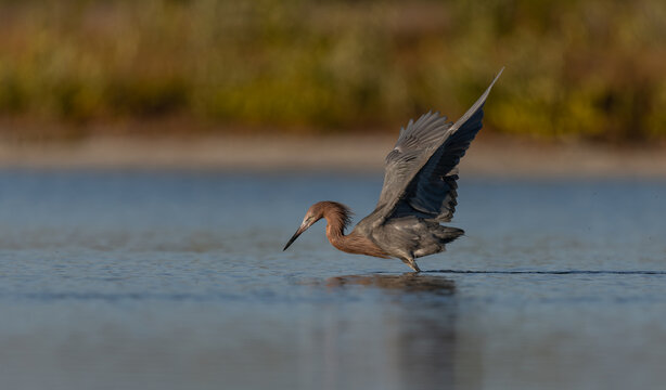 A reddish egret on a beach in Florida 