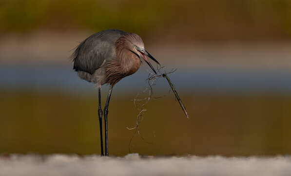 A reddish egret on a beach in Florida 