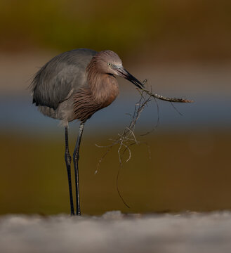 A reddish egret on a beach in Florida 