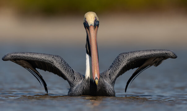 A pelican on the beach in Florida 