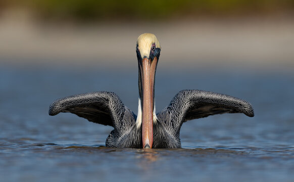 A pelican on the beach in Florida 