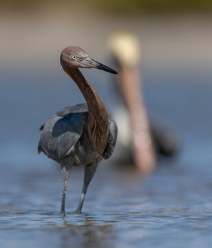A reddish egret on a beach in Florida 