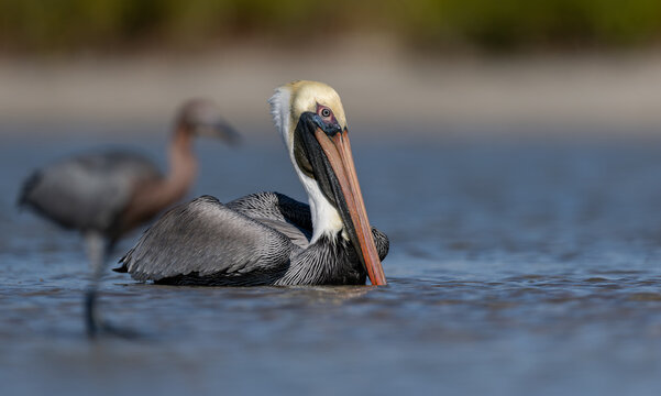 A pelican on the beach in Florida 