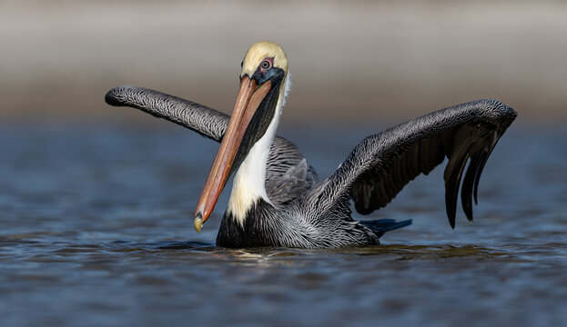 A pelican on the beach in Florida 