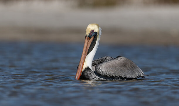 A pelican on the beach in Florida 