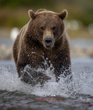 Brown bear fishing for salmon in Alaska 