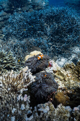 Clownfish in sea anemone with blue staghorn coral field background in ocean. © PIPE DIVE UNDERWATER