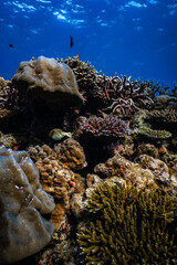 Small starry pufferfish swimming over diverse coral reef ecosystem in ocean. © PIPE DIVE UNDERWATER