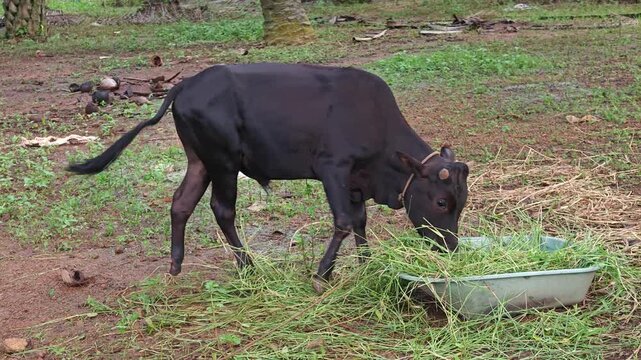 A young black bull eats fresh green grass from a plastic basin on a farm