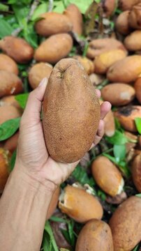 A man holds a fresh Mangifera caesia fruit with others fruit on blurred background. Commonly known as buah binjai, beluno fruit. Most sour fruit.