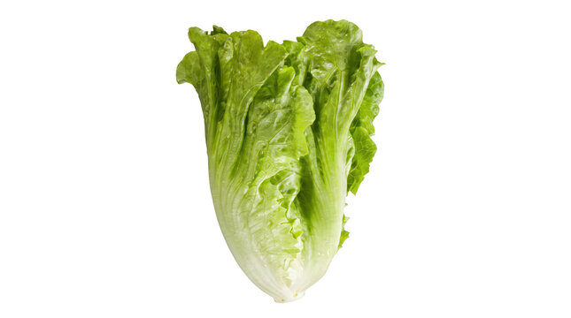 Fresh Green Romaine Lettuce Head
