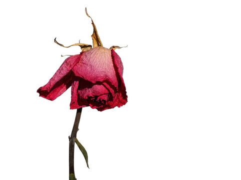 Single Withered Red Rose Standing Alone