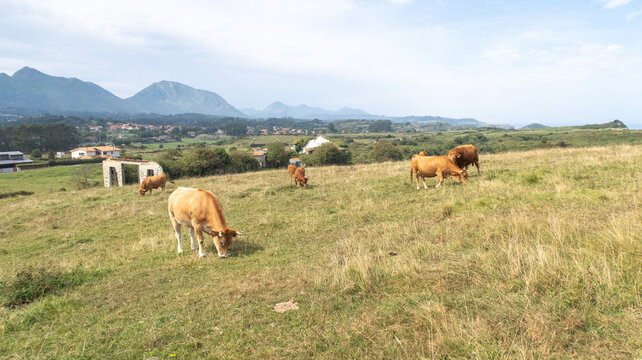 Brown cattle grazing on a green hillside in Llanes, Asturias