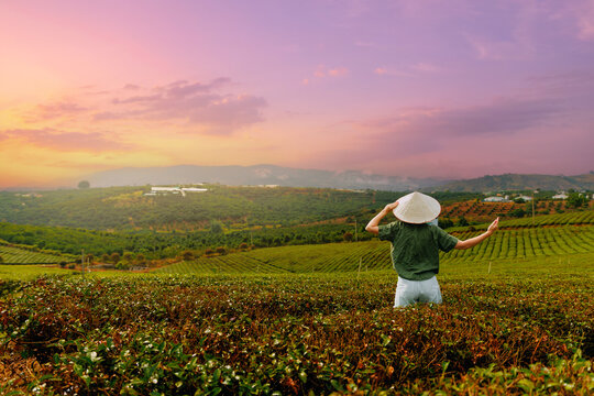 Person wearing conical hat admiring sunset over tea field hills Da Lat, travel to Vietnam
