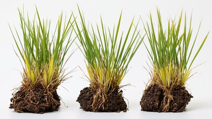 Obraz premium Three rice seedling clumps with exposed root balls on white background