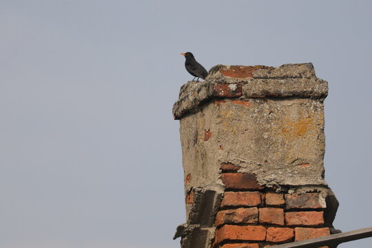 Male common blackbird perched on a weathered old brick chimney with lichen against a pale sky