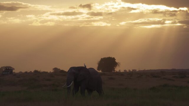 African elephant silhouetted at sunset in Amboseli National Park, Kenya, with a bird flying above it against the warm evening sky.