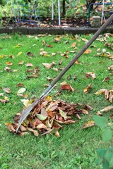 Metal rake collecting fallen autumn leaves on green grassy lawn during seasonal garden cleanup in outdoor environment. © Sergey Kohl